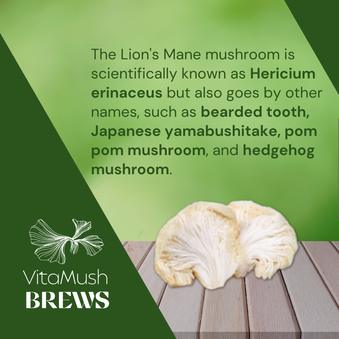 Lion's Mane Mushroom